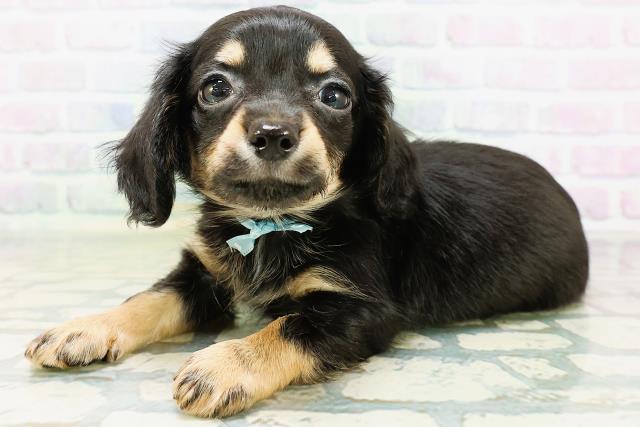 新潟県のハーフ犬・ミックス犬 (Coo&RIKU上越店/2026年6月16日生まれ/男の子/ブラックタン)の子犬の2枚目の画像