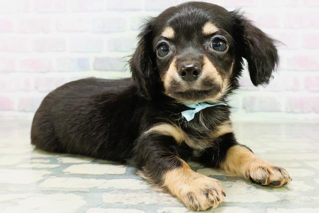 新潟県のハーフ犬・ミックス犬 (Coo&RIKU上越店/2026年6月16日生まれ/男の子/ブラックタン)の子犬の3枚目の画像