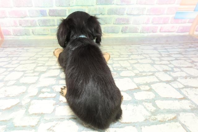 新潟県のハーフ犬・ミックス犬 (Coo&RIKU上越店/2026年6月16日生まれ/男の子/ブラックタン)の子犬の4枚目の画像