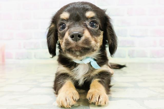 東京都のハーフ犬・ミックス犬 (Coo&RIKU池袋西口店/2026年6月16日生まれ/男の子/ブラックタン)の子犬の1枚目の画像