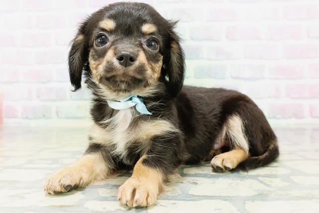 東京都のハーフ犬・ミックス犬 (Coo&RIKU池袋西口店/2026年6月16日生まれ/男の子/ブラックタン)の子犬の2枚目の画像