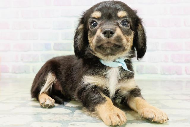 東京都のハーフ犬・ミックス犬 (Coo&RIKU池袋西口店/2026年6月16日生まれ/男の子/ブラックタン)の子犬の3枚目の画像