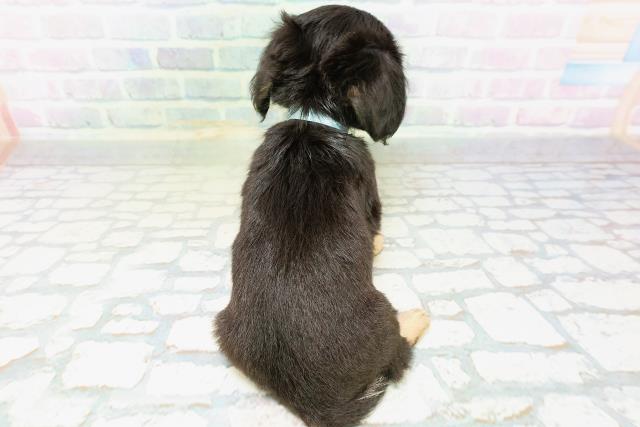 東京都のハーフ犬・ミックス犬 (Coo&RIKU池袋西口店/2026年6月16日生まれ/男の子/ブラックタン)の子犬の4枚目の画像