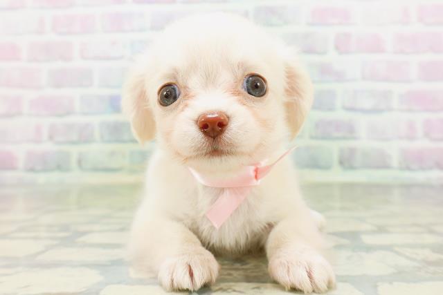 長野県のハーフ犬・ミックス犬 (Coo&RIKU松本店/2026年6月14日生まれ/女の子/イエロー)の子犬の1枚目の画像