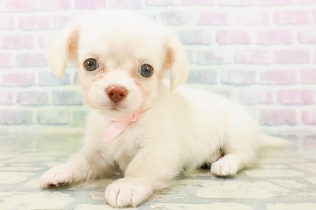 長野県のハーフ犬・ミックス犬 (Coo&RIKU松本店/2026年6月14日生まれ/女の子/イエロー)の子犬の2枚目の画像