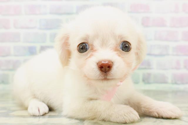 長野県のハーフ犬・ミックス犬 (Coo&RIKU松本店/2026年6月14日生まれ/女の子/イエロー)の子犬の3枚目の画像