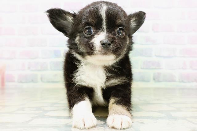 福井県のチワワ(ロング) (Coo&RIKU福井店/2026年6月15日生まれ/男の子/ブラックタンホワイト)の子犬の1枚目の画像