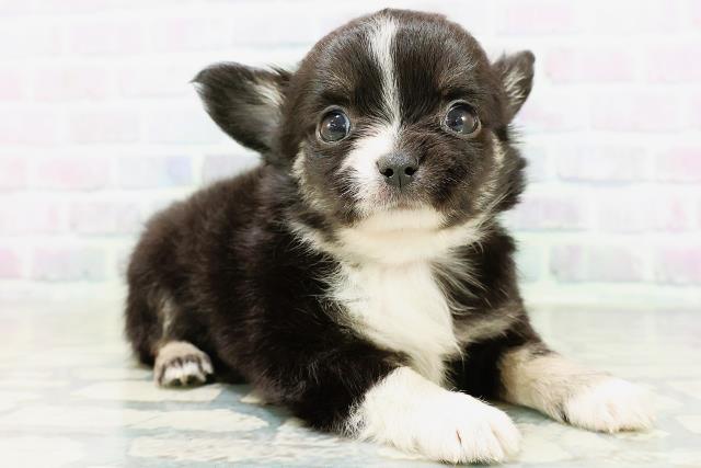 福井県のチワワ(ロング) (Coo&RIKU福井店/2026年6月15日生まれ/男の子/ブラックタンホワイト)の子犬の3枚目の画像