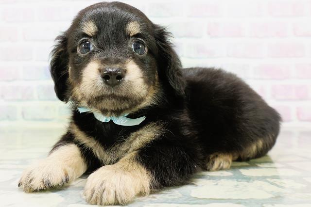 秋田県のハーフ犬・ミックス犬 (Coo&RIKU秋田店/2026年6月16日生まれ/男の子/ブラッククリーム)の子犬の2枚目の画像