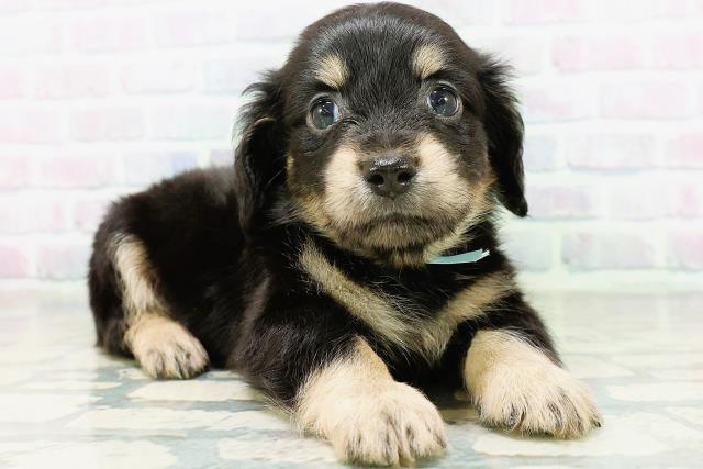 秋田県のハーフ犬・ミックス犬 (Coo&RIKU秋田店/2026年6月16日生まれ/男の子/ブラッククリーム)の子犬の3枚目の画像