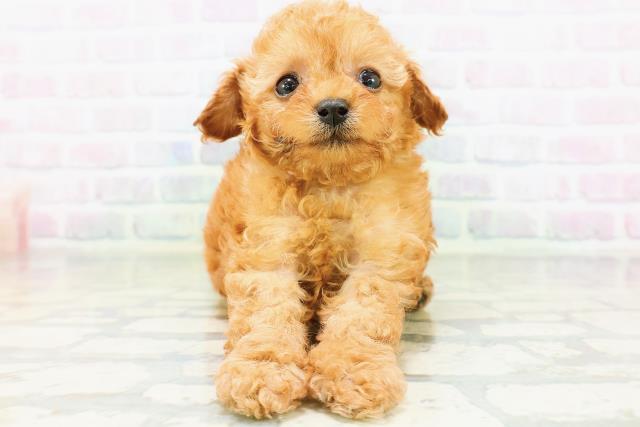 北海道のトイプードル(トイ) (Coo&RIKU函館店/2026年6月13日生まれ/女の子/アプリコット)の子犬の1枚目の画像