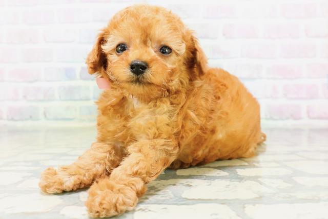 北海道のトイプードル(トイ) (Coo&RIKU函館店/2026年6月13日生まれ/女の子/アプリコット)の子犬の2枚目の画像
