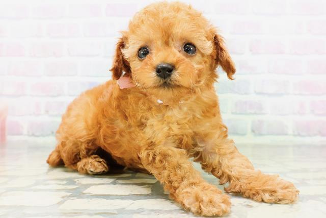 北海道のトイプードル(トイ) (Coo&RIKU函館店/2026年6月13日生まれ/女の子/アプリコット)の子犬の3枚目の画像