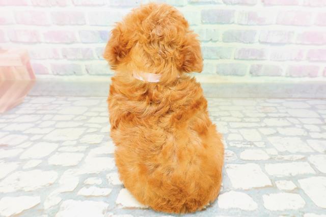 北海道のトイプードル(トイ) (Coo&RIKU函館店/2026年6月13日生まれ/女の子/アプリコット)の子犬の4枚目の画像