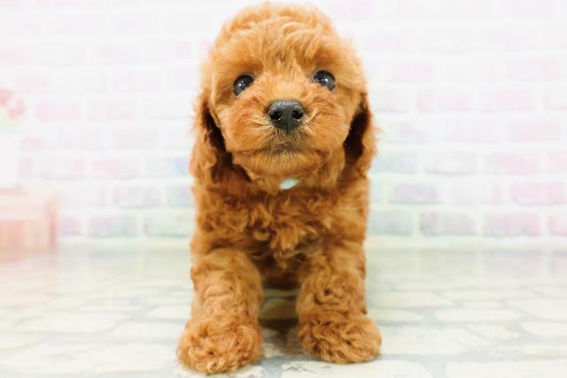 長野県のトイプードル(トイ) (Coo&RIKU綿半上田店/2026年6月13日生まれ/男の子/レッド)の子犬の1枚目の画像