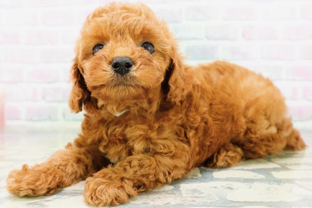 長野県のトイプードル(トイ) (Coo&RIKU綿半上田店/2026年6月13日生まれ/男の子/レッド)の子犬の2枚目の画像