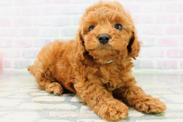 長野県のトイプードル(トイ) (Coo&RIKU綿半上田店/2026年6月13日生まれ/男の子/レッド)の子犬の3枚目の画像