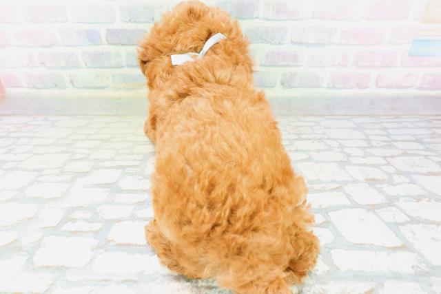 長野県のトイプードル(トイ) (Coo&RIKU綿半上田店/2026年6月13日生まれ/男の子/レッド)の子犬の4枚目の画像