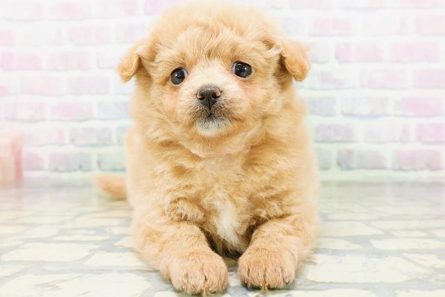 富山県のハーフ犬・ミックス犬 (Coo&RIKU富山店/2026年6月15日生まれ/女の子/アプリコット)の子犬の1枚目の画像