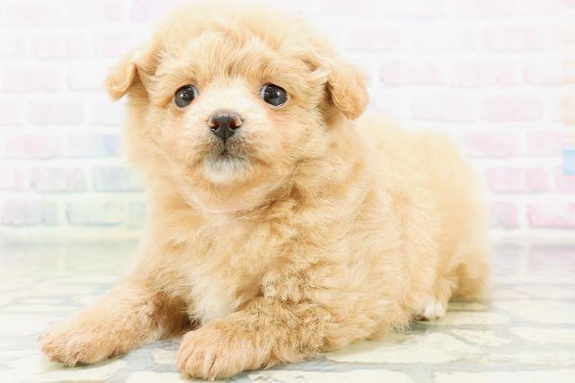 富山県のハーフ犬・ミックス犬 (Coo&RIKU富山店/2026年6月15日生まれ/女の子/アプリコット)の子犬の2枚目の画像