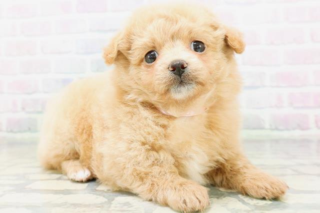 富山県のハーフ犬・ミックス犬 (Coo&RIKU富山店/2026年6月15日生まれ/女の子/アプリコット)の子犬の3枚目の画像