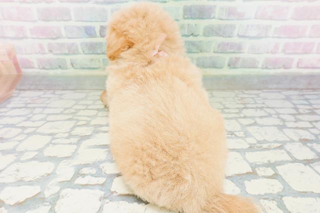 富山県のハーフ犬・ミックス犬 (Coo&RIKU富山店/2026年6月15日生まれ/女の子/アプリコット)の子犬の4枚目の画像