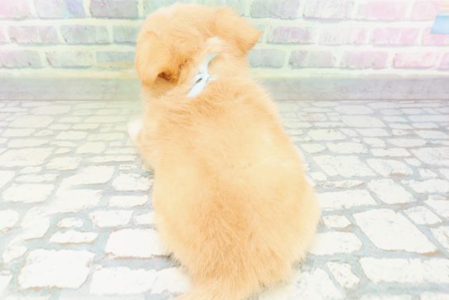 鳥取県のチワワ(ロング) (Coo&RIKUラ・ムー鳥取東店/2026年6月15日生まれ/男の子/クリームホワイト)の子犬の4枚目の画像