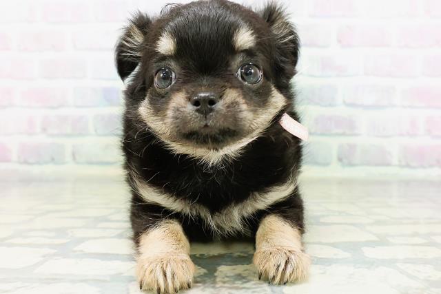 新潟県のチワワ(ロング) (Coo&RIKU新潟西店/2026年6月16日生まれ/女の子/ブラックタン)の子犬の1枚目の画像