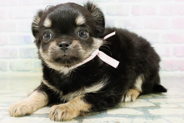 新潟県のチワワ(ロング) (Coo&RIKU新潟西店/2026年6月16日生まれ/女の子/ブラックタン)の子犬の2枚目の画像