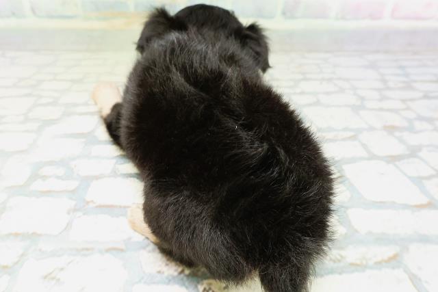 新潟県のチワワ(ロング) (Coo&RIKU新潟西店/2026年6月16日生まれ/女の子/ブラックタン)の子犬の4枚目の画像