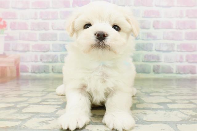東京都のマルチーズ (Coo&RIKU中野サンモール店/2026年6月15日生まれ/男の子/ホワイト)の子犬の1枚目の画像