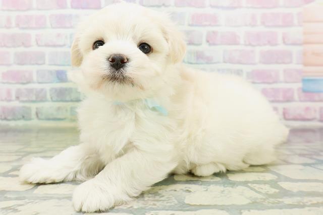 東京都のマルチーズ (Coo&RIKU中野サンモール店/2026年6月15日生まれ/男の子/ホワイト)の子犬の2枚目の画像