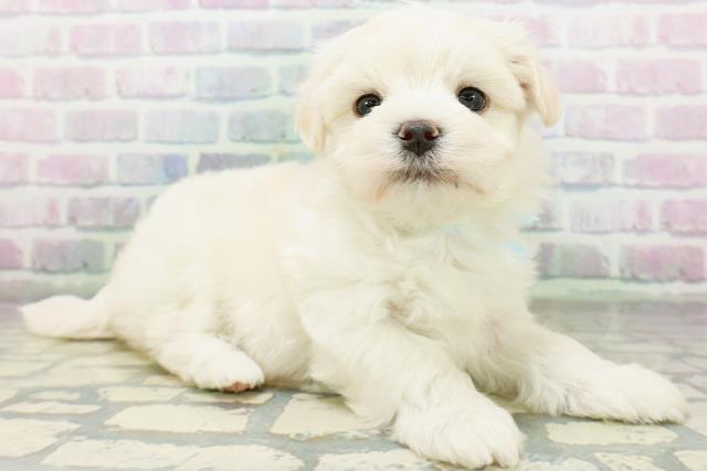 東京都のマルチーズ (Coo&RIKU中野サンモール店/2026年6月15日生まれ/男の子/ホワイト)の子犬の3枚目の画像