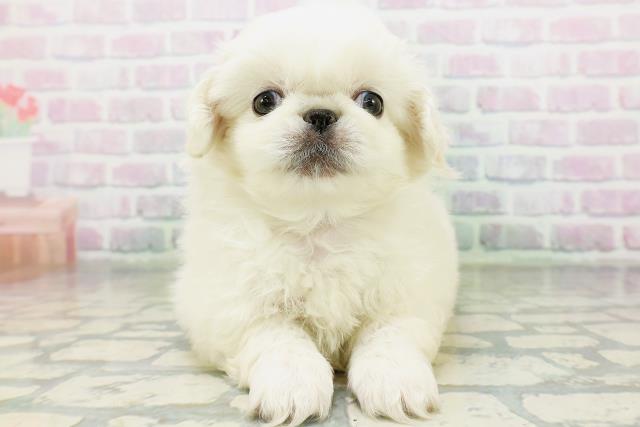 山形県のペキニーズ (Coo&RIKU山形店/2026年6月15日生まれ/男の子/ホワイト)の子犬の1枚目の画像