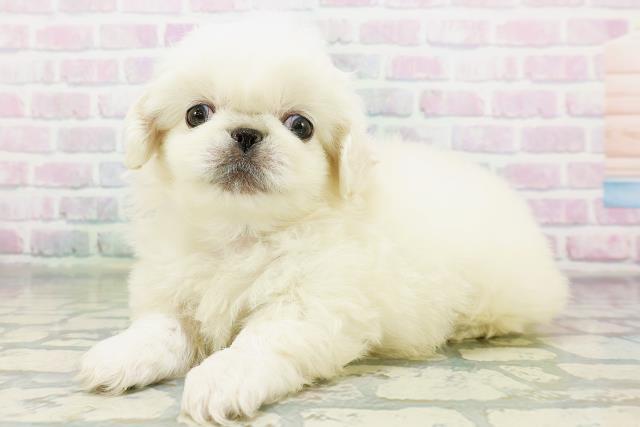山形県のペキニーズ (Coo&RIKU山形店/2026年6月15日生まれ/男の子/ホワイト)の子犬の2枚目の画像