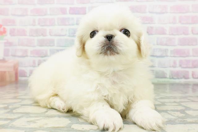 山形県のペキニーズ (Coo&RIKU山形店/2026年6月15日生まれ/男の子/ホワイト)の子犬の3枚目の画像