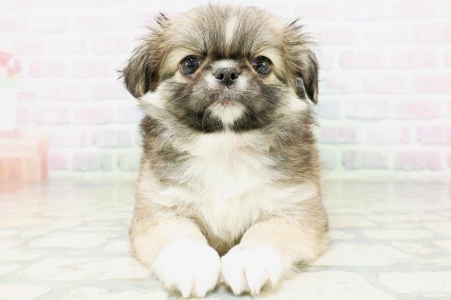 石川県のハーフ犬・ミックス犬 (Coo&RIKU金沢店/2026年6月13日生まれ/女の子/フォーンホワイト)の子犬の1枚目の画像