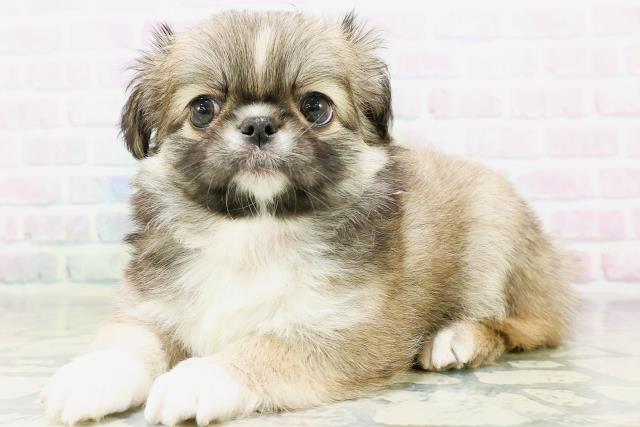 石川県のハーフ犬・ミックス犬 (Coo&RIKU金沢店/2026年6月13日生まれ/女の子/フォーンホワイト)の子犬の2枚目の画像