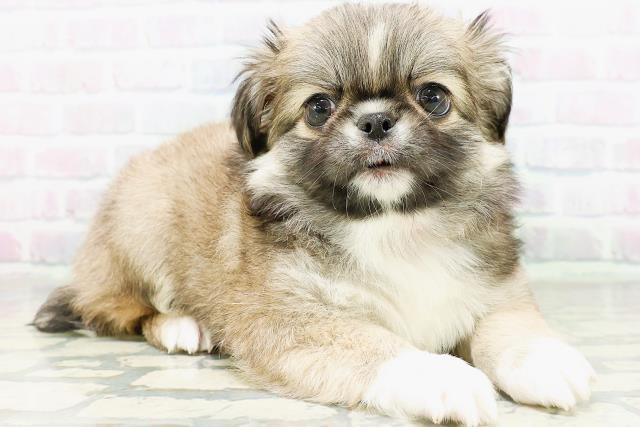 石川県のハーフ犬・ミックス犬 (Coo&RIKU金沢店/2026年6月13日生まれ/女の子/フォーンホワイト)の子犬の3枚目の画像