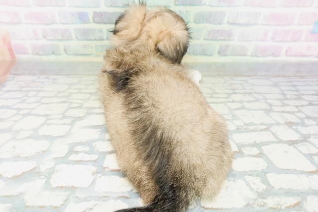 石川県のハーフ犬・ミックス犬 (Coo&RIKU金沢店/2026年6月13日生まれ/女の子/フォーンホワイト)の子犬の4枚目の画像