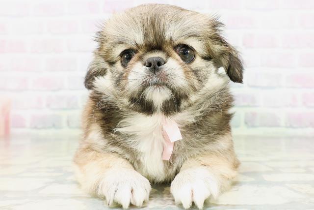 宮城県のハーフ犬・ミックス犬 (Coo&RIKU仙台太白店/2026年6月13日生まれ/女の子/フォーンホワイト)の子犬の1枚目の画像