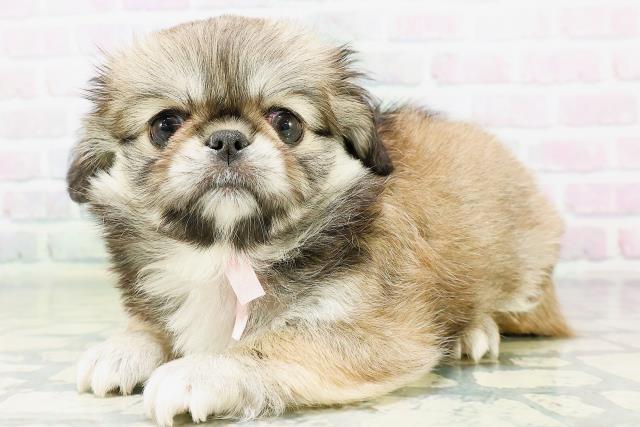 宮城県のハーフ犬・ミックス犬 (Coo&RIKU仙台太白店/2026年6月13日生まれ/女の子/フォーンホワイト)の子犬の2枚目の画像
