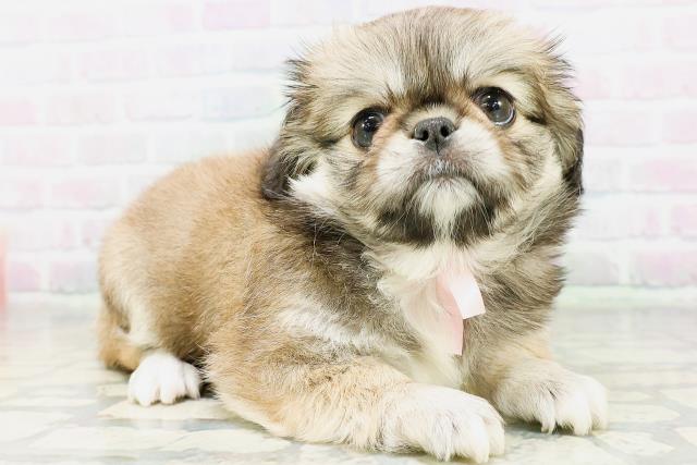 宮城県のハーフ犬・ミックス犬 (Coo&RIKU仙台太白店/2026年6月13日生まれ/女の子/フォーンホワイト)の子犬の3枚目の画像