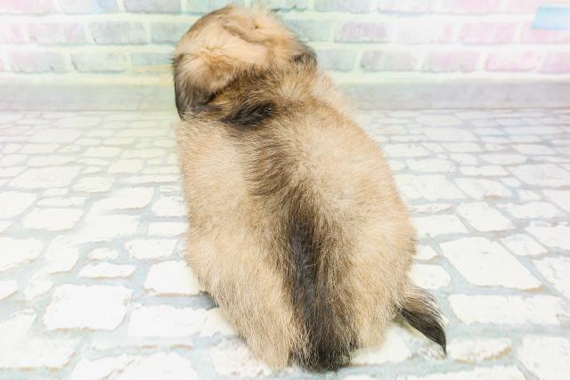 宮城県のハーフ犬・ミックス犬 (Coo&RIKU仙台太白店/2026年6月13日生まれ/女の子/フォーンホワイト)の子犬の4枚目の画像