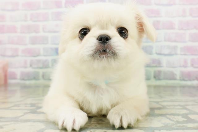北海道のハーフ犬・ミックス犬 (Coo&RIKU岩見沢店/2026年6月13日生まれ/男の子/クリーム)の子犬の1枚目の画像