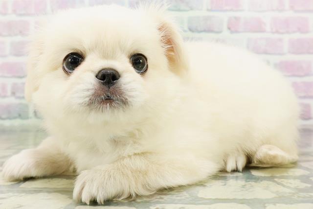 北海道のハーフ犬・ミックス犬 (Coo&RIKU岩見沢店/2026年6月13日生まれ/男の子/クリーム)の子犬の2枚目の画像