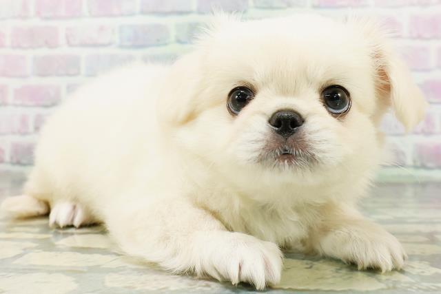 北海道のハーフ犬・ミックス犬 (Coo&RIKU岩見沢店/2026年6月13日生まれ/男の子/クリーム)の子犬の3枚目の画像