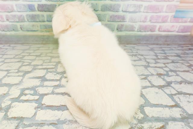 北海道のハーフ犬・ミックス犬 (Coo&RIKU岩見沢店/2026年6月13日生まれ/男の子/クリーム)の子犬の4枚目の画像
