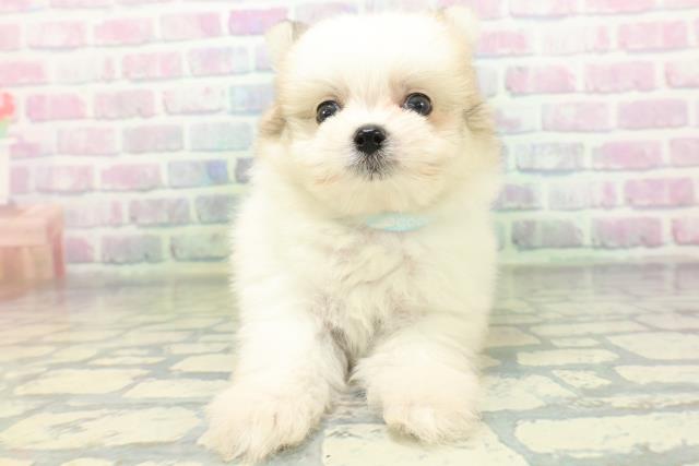 石川県のハーフ犬・ミックス犬 (Coo&RIKUイオン野々市南店/2026年6月14日生まれ/男の子/パーティーカラー)の子犬の1枚目の画像