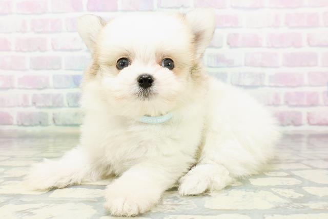 石川県のハーフ犬・ミックス犬 (Coo&RIKUイオン野々市南店/2026年6月14日生まれ/男の子/パーティーカラー)の子犬の2枚目の画像